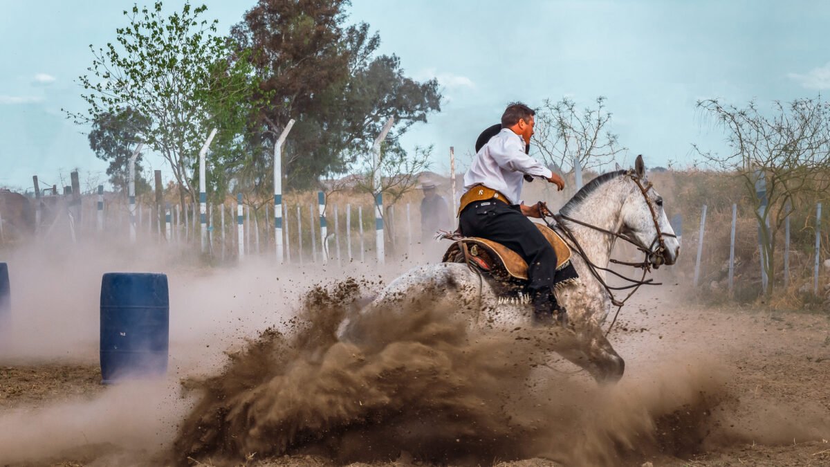 Leis Reconhecem Import Ncia Do Cavalo Crioulo Na Cultura Nacional