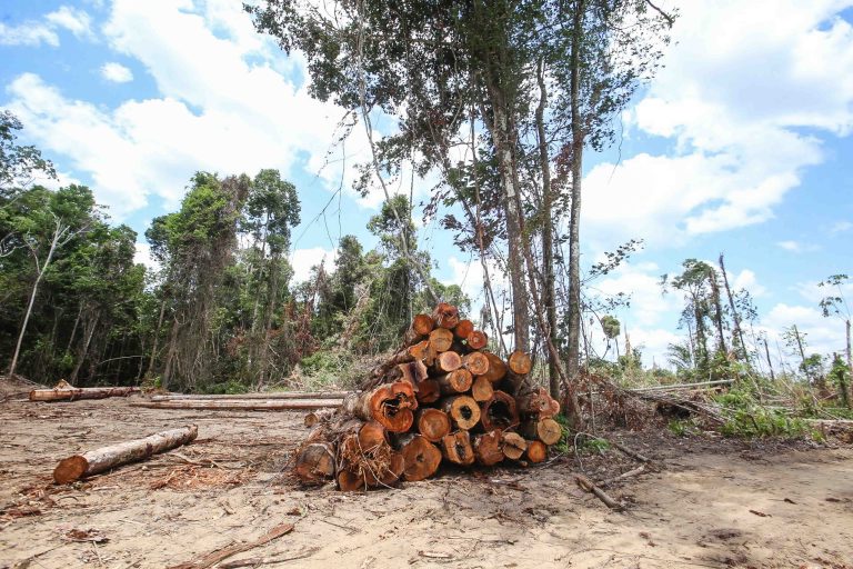 Meio Ambiente - queimada e desmatamento - crime ambiental - desmatamento ilegal - polícia ambiental - Operação Amazônia Viva 5 embarga propriedade em Moju após flagrante de desmatamento