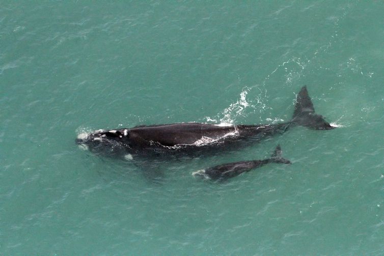 Baleia franca em SC e RS.