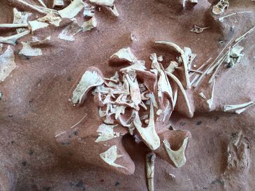 Museu Nacional anuncia descoberta de dinossauro muito raro Berthasaura leopoldinae representa um dos esqueletos mais completos desses répteis descobertos no Brasil