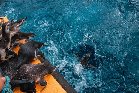 pinguins em reabilitação