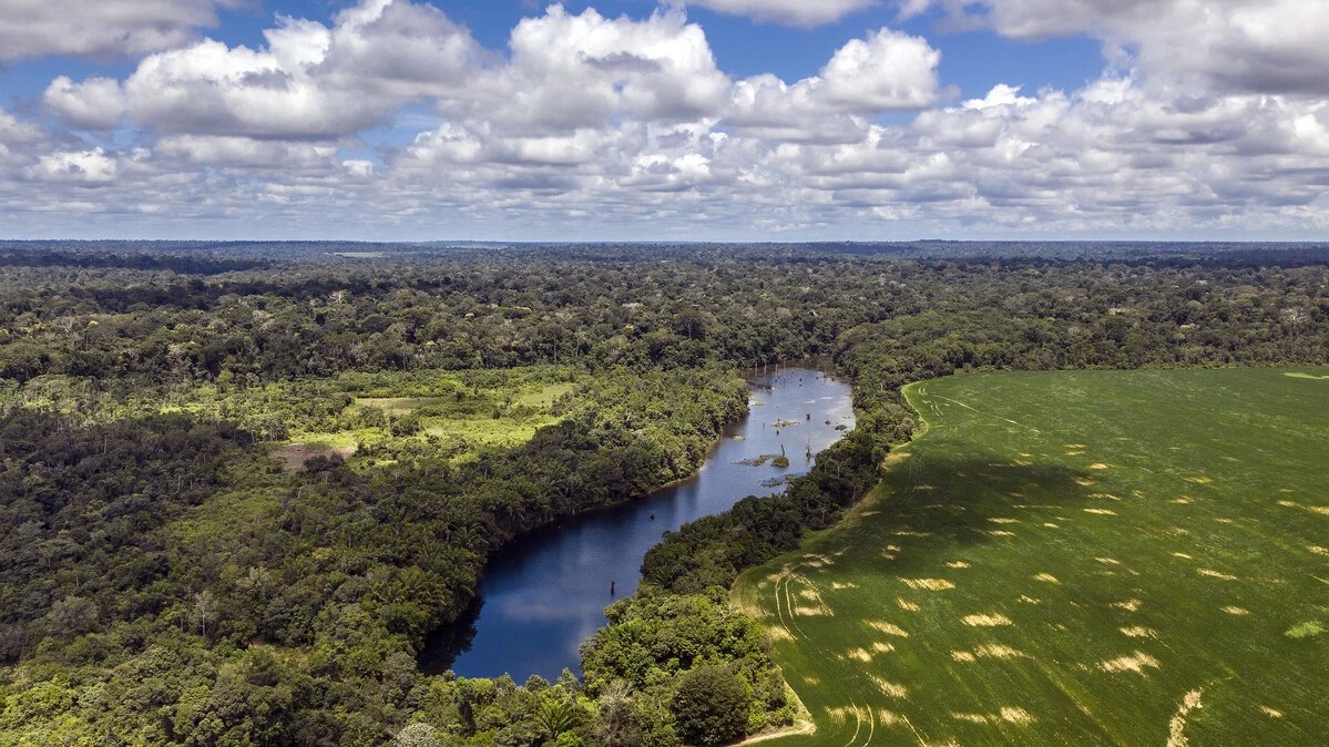 Capa_Flona do Tapajós é modelo de como manter a Amazônia em pé e com renda (1)