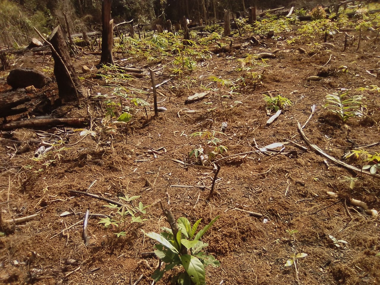 Roça de mandioca atingida por pragas na Terra Indígena Juminã, no Oiapoque. Imagem mostra chão de terra marrom e seco com restos de plantas