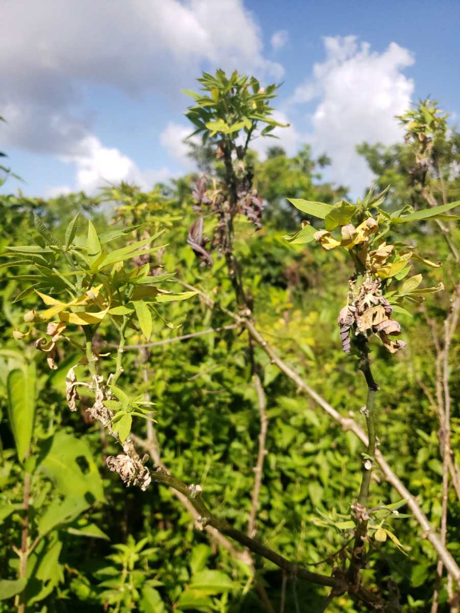 Plantas de mandioca nas roças indígenas do Oiapoque com sintomas compatíveis à doença do superbrotamento, causada por bactéria