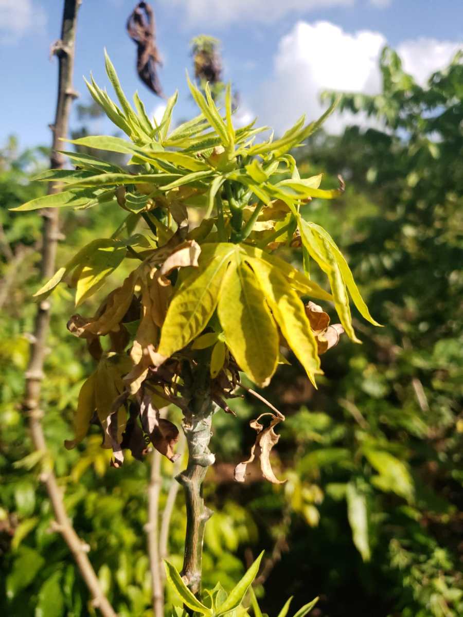 Plantas de mandioca nas roças indígenas do Oiapoque com sintomas compatíveis à doença do superbrotamento, causada por bactéria
