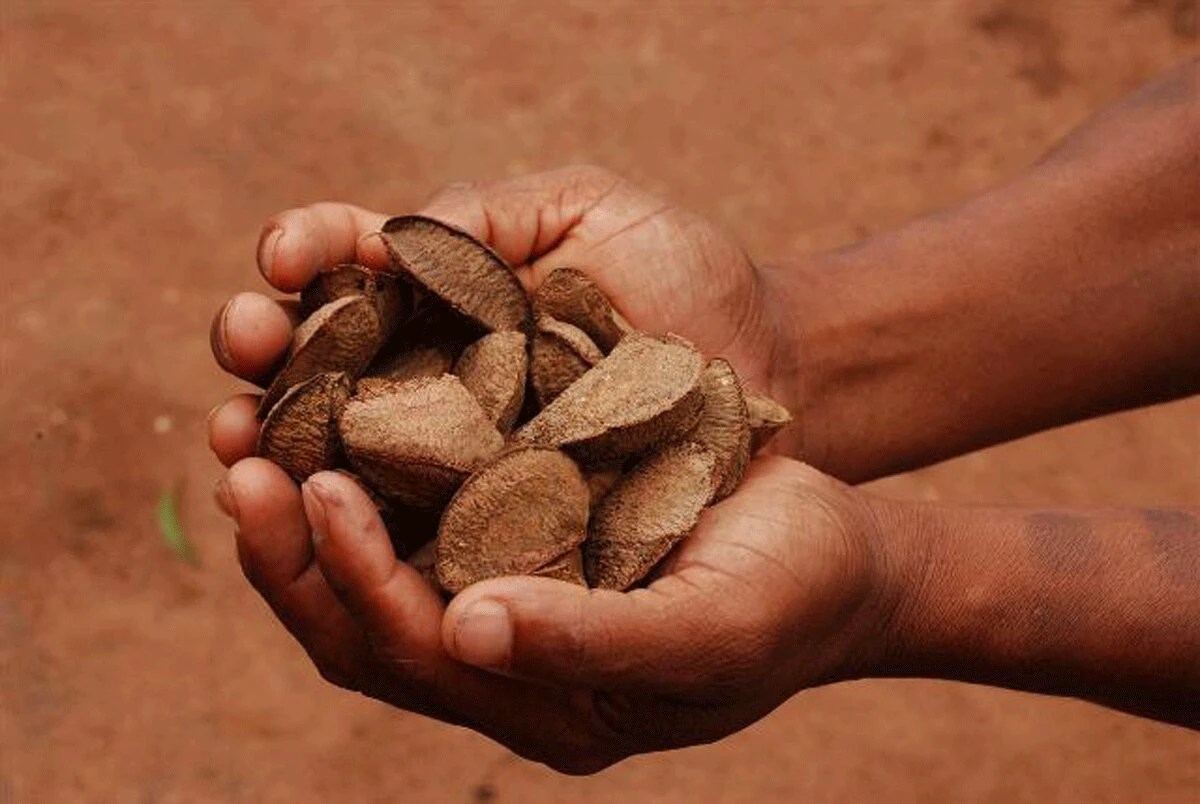 Capa_ El Niño derrubou produção de castanha na Amazônia