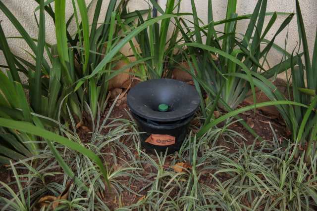 Armadilha para dengue