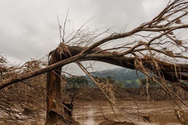 Uma árvore foi quebrada ao meio pela força das águas e dos detritos que desceram o rio Taquari 